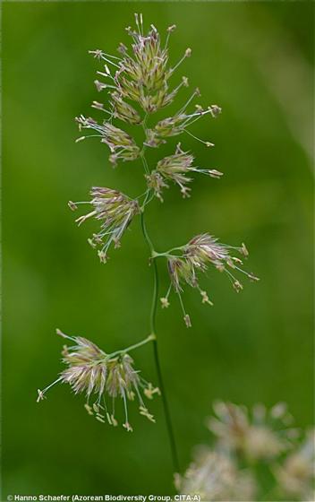 Dactylis glomerata L.