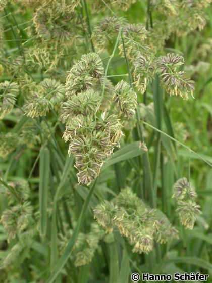 Dactylis glomerata L.