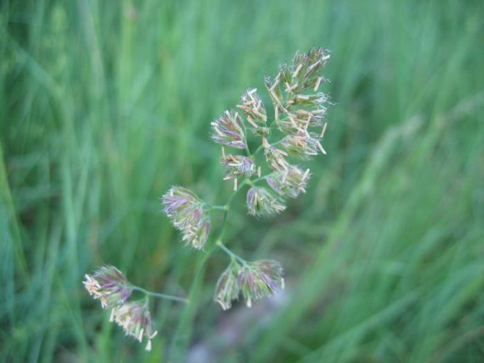 Dactylis glomerata L.