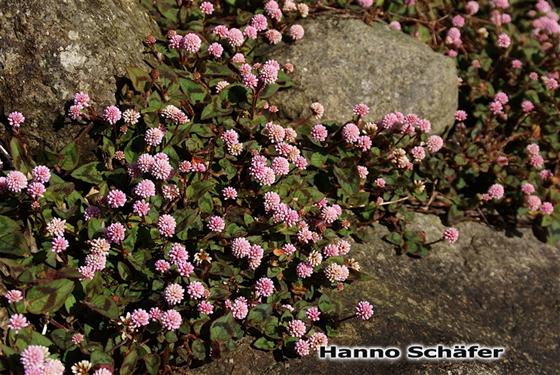 Hojas; inflorescencia / © Hanno Schaefer