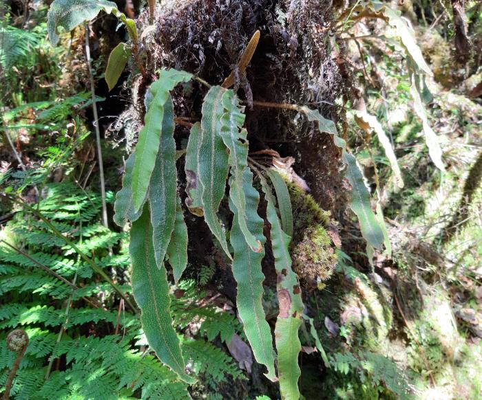 &copy; Rui Bento Elias