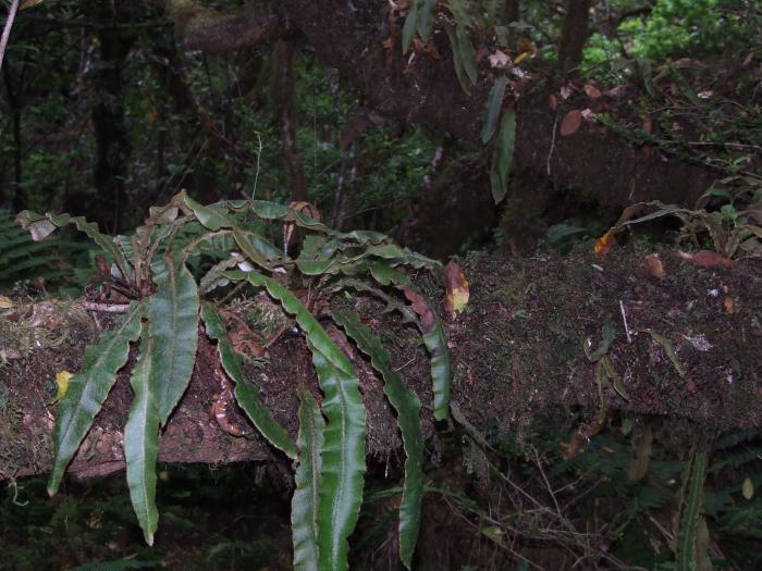 &copy; Rui Bento Elias