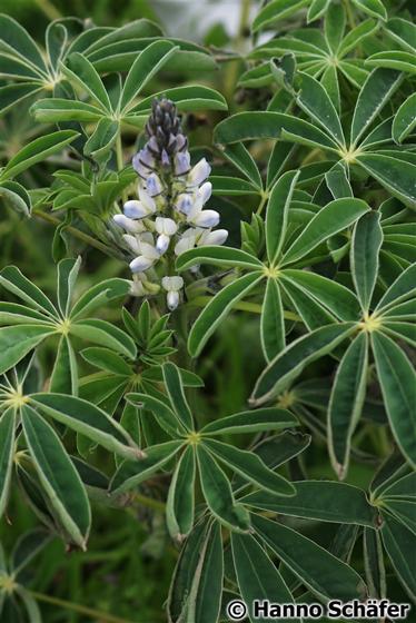 Leaves; inflorescence / © Hanno Schaefer