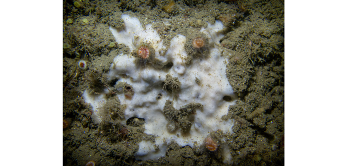 Thymosia guernei Topsent, 1895