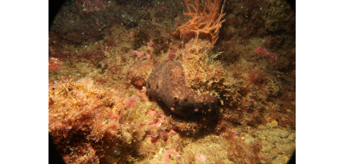 Chondrosia reniformis Nardo, 1847