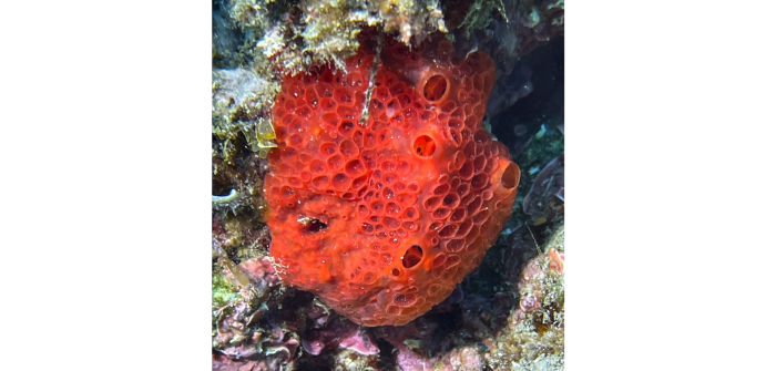 Phorbas fictitius (Bowerbank, 1866)