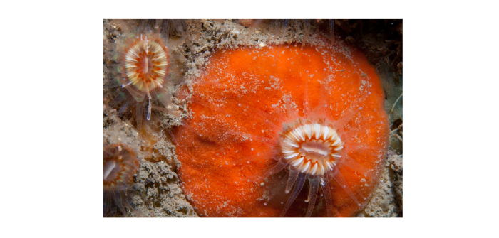 Clathria strepsitoxa (Hope, 1889)