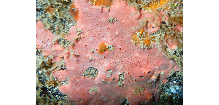 Crella rosea (Topsent, 1892)