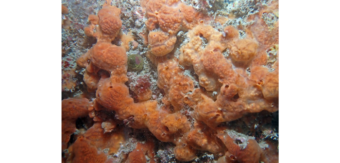 Phorbas plumosus (Montagu, 1818)