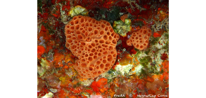 Hemimycale columella (Bowerbank, 1874)