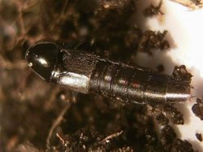 Quedius curtipennis Bernhauer, 1908