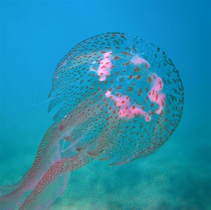 Pelagia noctiluca (Forskål, 1775)