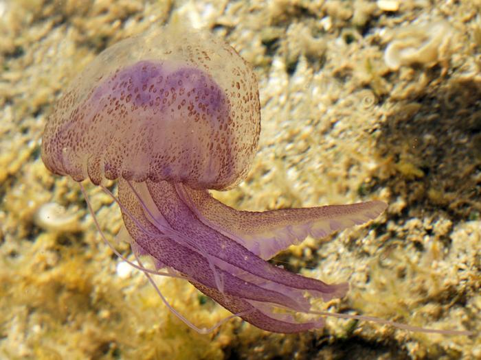 Pelagia noctiluca (Forskål, 1775)