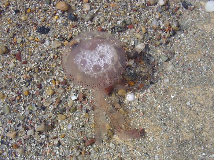 Pelagia noctiluca (Forskål, 1775)