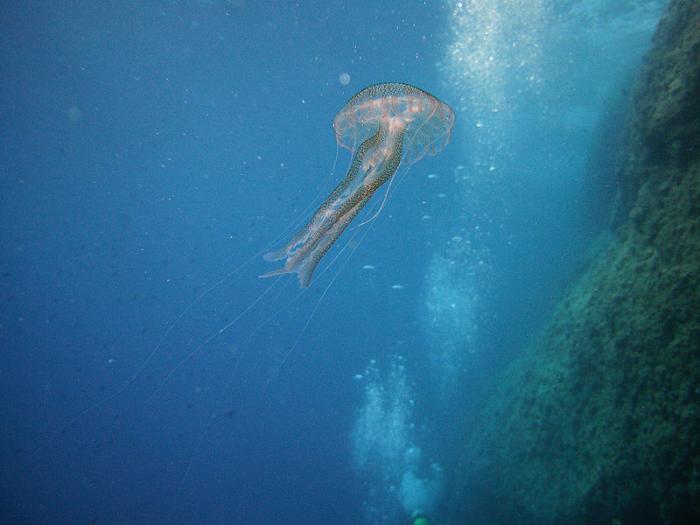 Pelagia noctiluca (Forskål, 1775)