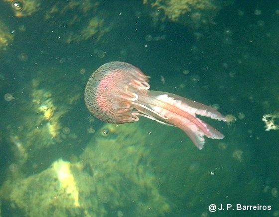 Pelagia noctiluca (Forskål, 1775)