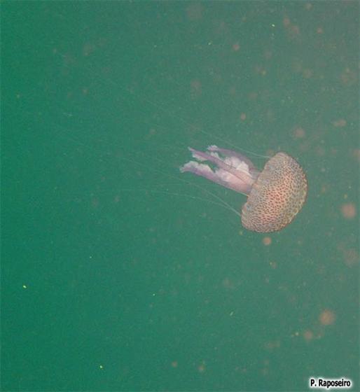 Pelagia noctiluca (Forskål, 1775)