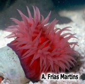 © A. Frias Martins