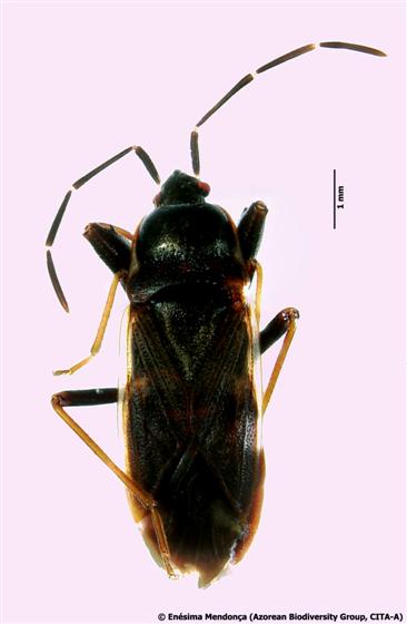 © Enésima Mendonça