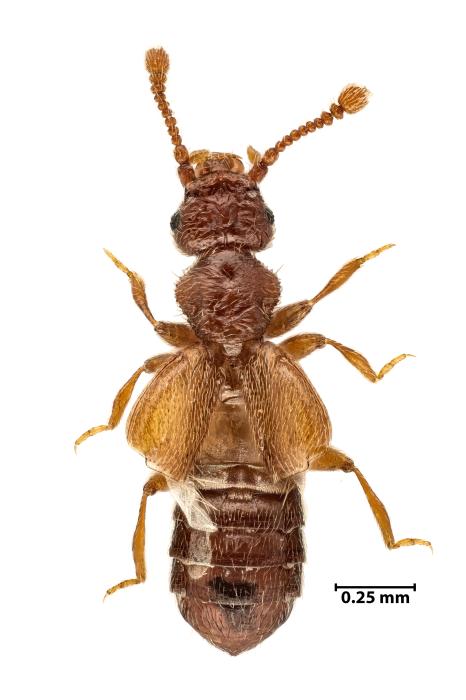 Euplectus infirmus Raffray, 1910