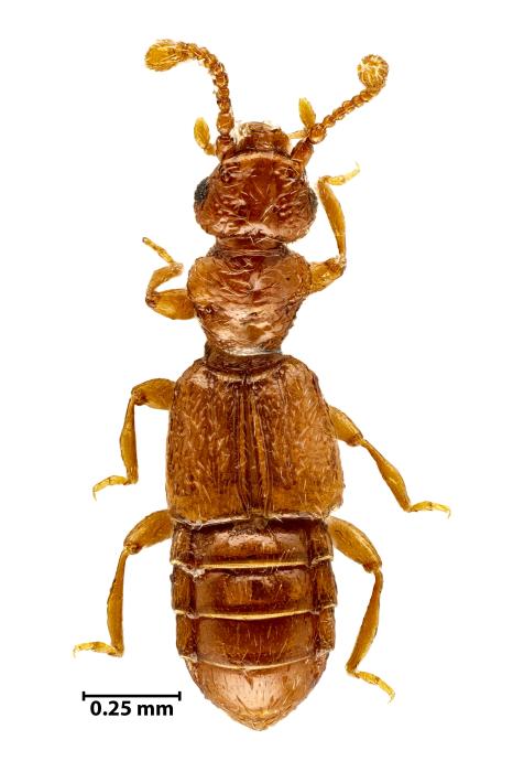 Euplectus infirmus Raffray, 1910