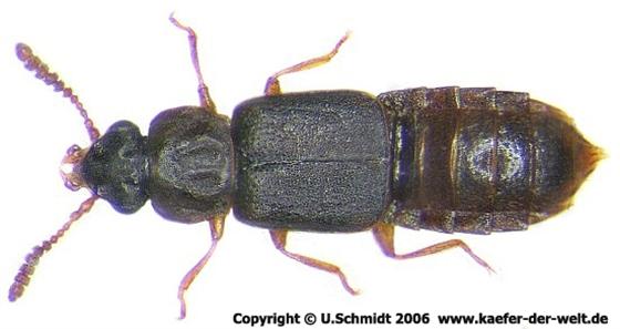 Phloeonomus punctipennis Thomson, 1867