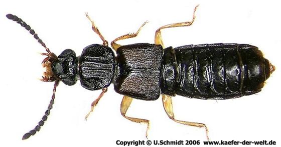 Oxytelus sculptus Gravenhorst, 1806