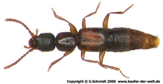 Pseudomedon obscurellus (Erichson, 1840)