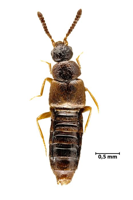 Dalotia coriaria (Kraatz, 1856)