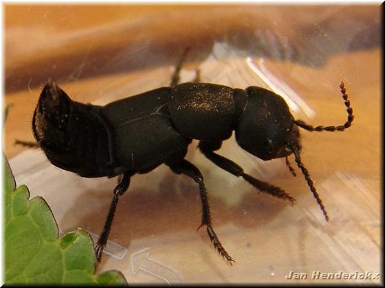Ocypus olens (Müller, 1764)
