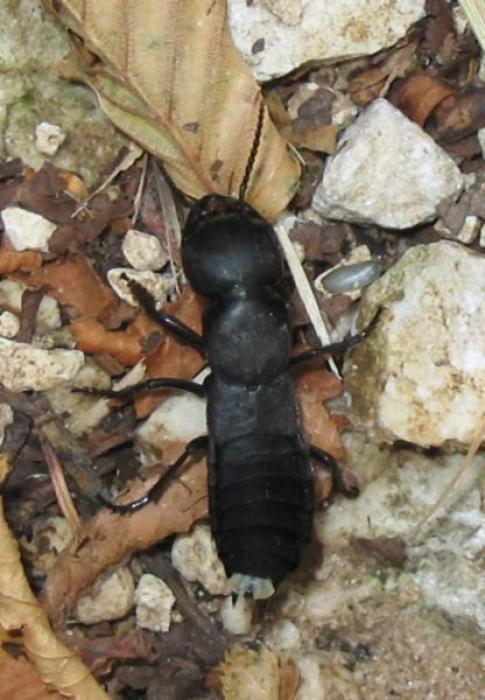 Ocypus olens (Müller, 1764)