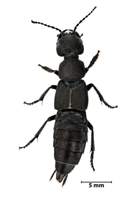 Ocypus olens (Müller, 1764)