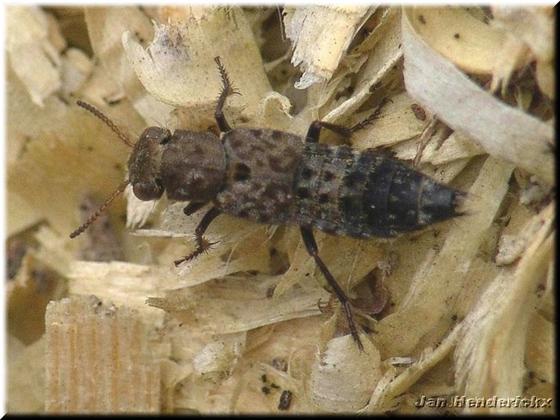 Creophilus maxillosus (Linnaeus, 1758)