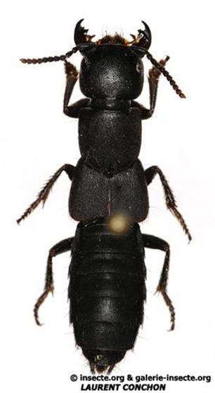 Ocypus aethiops (Waltl, 1835)