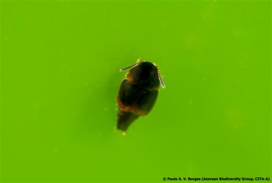 Coproporus pulchellus (Erichson, 1839)
