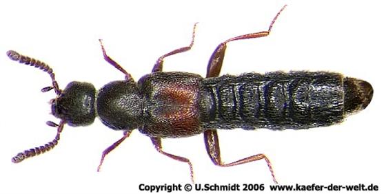 Phloeopora corticalis (Gravenhorst, 1802)