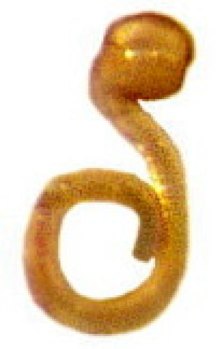 Phloeopora corticalis (Gravenhorst, 1802)