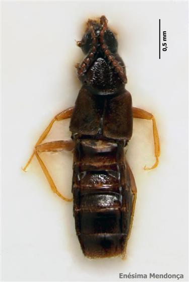 Aloconota insecta (Thomson, 1856) | Azorean Biodiversity Portal