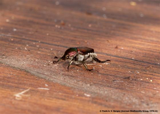 © Paulo A. V. Borges