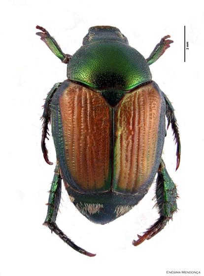 © Enésima Mendonça