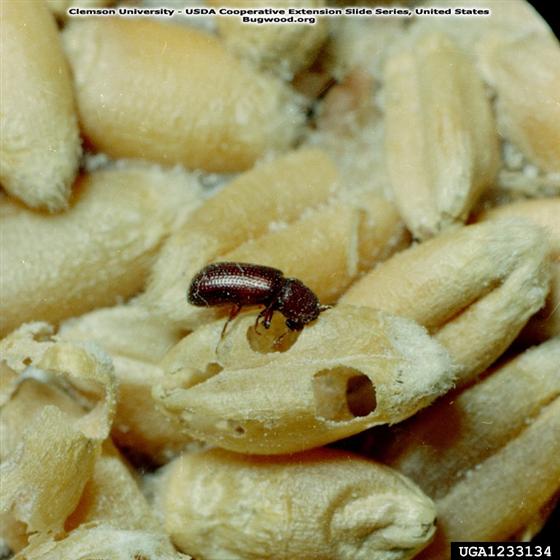 © Clemson University