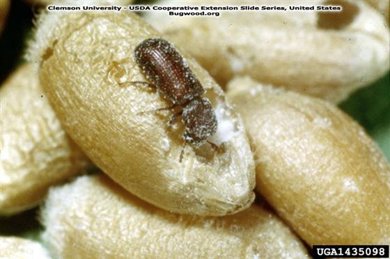 © Clemson University