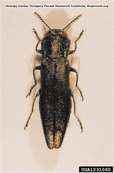 Agrilus angustulus (Illiger, 1803)