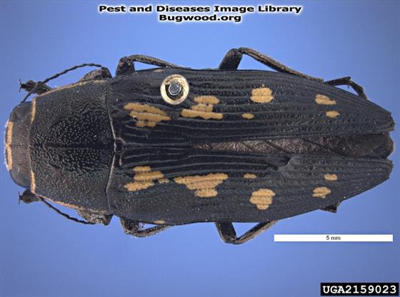Buprestis novemmaculata Linnaeus, 1767
