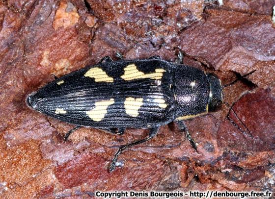 Buprestis novemmaculata Linnaeus, 1767