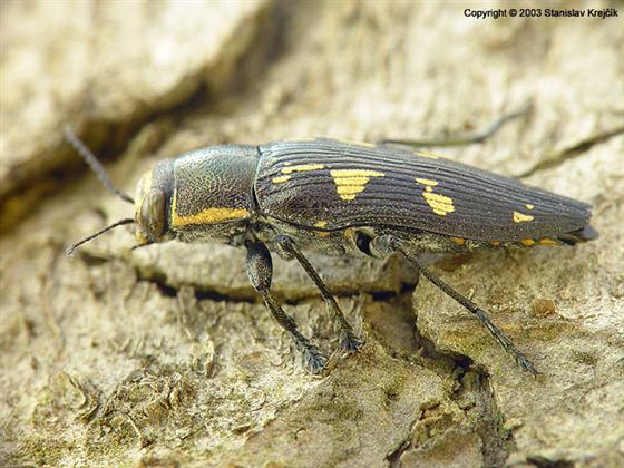 Buprestis novemmaculata Linnaeus, 1767