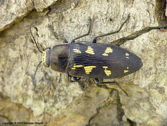 Buprestis novemmaculata Linnaeus, 1767