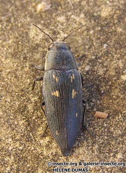 Buprestis novemmaculata Linnaeus, 1767