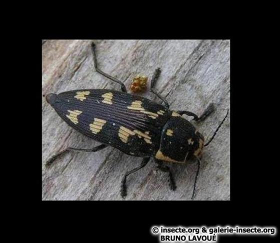 Buprestis novemmaculata Linnaeus, 1767