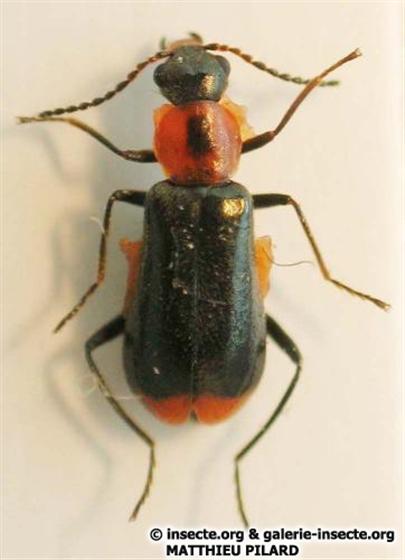 Attalus minimus (Rossi, 1790)